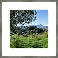 Grass And Clover Under The Olive Tree Framed Print
