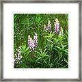 Grass And Wildflowers Framed Print
