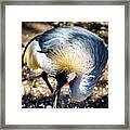 African Gray Crown Crane Framed Print