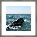 Gray Whale 1b Framed Print