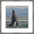 Gray Whale Breach Framed Print