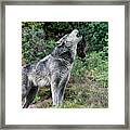 Gray Wolf Howling Endangered Species Wildlife Rescue Framed Print