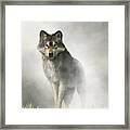 Gray Wolf In Fog Framed Print