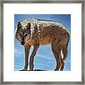 Gray Wolf Framed Print