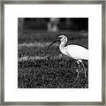Grayscale Ibis Framed Print