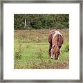 Grazing Horse #291 Framed Print