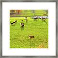 Grazing In The Grass_8177 Framed Print