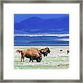 Buffaloes Grazing In South Park Colorado Framed Print