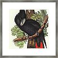 Great-billed Black Cockatoo, Calyptorhynchus Macrorhynchus Framed Print