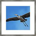 Great Blue Heron 20 Framed Print
