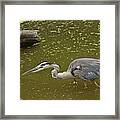 Great Blue Heron - 7535 Framed Print