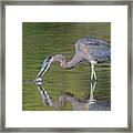 Great Blue Heron 9862-102121-2 Framed Print