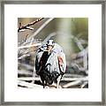 Great Blue Heron Catches Fish At The Needham Reservoir Framed Print