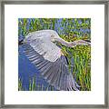 Great Blue Heron Flight Framed Print