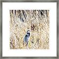 Great Blue Heron In Marsh Grass Framed Print