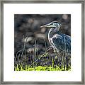 Great Blue Heron Framed Print