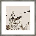 Great Blue Herons Of East Tennessee Framed Print