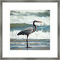 Great Blue Heron Profile Framed Print