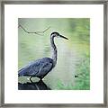 Great Blue Heron Framed Print