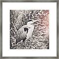 Great Blue Heron Vintage Framed Print