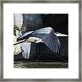 Great Blue On The Wing Framed Print