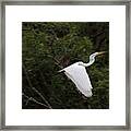 Great Egret In Flight Framed Print