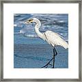 Great Egret With Fish Framed Print