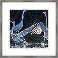 Great Egrets 2465-111221-3 Framed Print