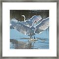 Great Egrets 4003-020523-2 Framed Print