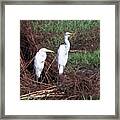 Great Egret's Framed Print