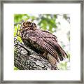 Great Horned Owl Juvenile #1912 Framed Print