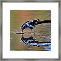Great-tailed Grackle Down For A Drink Framed Print