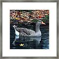 Great White-fronted Goose Framed Print