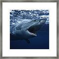 Great White Shark,carcharodon Carcharias, Swimming, South Australia Framed Print