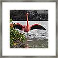 Greater Flamingo Or American Flamingo - Galapagos Framed Print