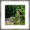 Greem Heron 2 Framed Print