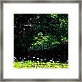 Green And White, Field Of Water Lilies Framed Print