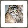 Green Eyed  Louie Framed Print