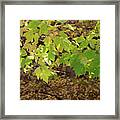 Green Fall Leaves, Santa Fe Framed Print