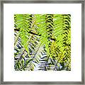 Green Fern Framed Print