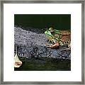 Green Frog On The Rock Framed Print