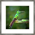 Green Hummingbird Framed Print