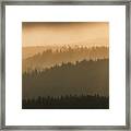 Green In The Shadow Of Gold Framed Print