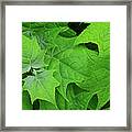 Green Maple Leaves Framed Print