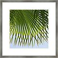 Green Palm Leaf And Blue Sky On The Beach Framed Print