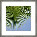 Green Palm Leaf And Blue Sky, Summer Season Framed Print