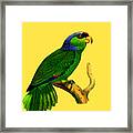 Green Parrot Bird Framed Print
