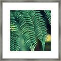 Green Plants In Natural Conditions Framed Print