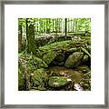 Green Rocks And Roots Framed Print