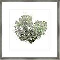 Green Sea Fan Framed Print